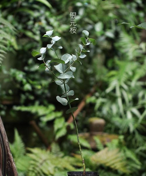 尤加利盆栽养殖方法是什么？常见问题有哪些？