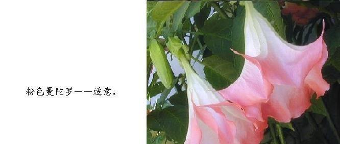 黑色曼陀罗花语的神秘魅力（揭开黑色曼陀罗花的象征意义）