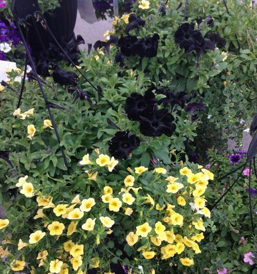 黑色曼陀罗花语的神秘魅力（揭开黑色曼陀罗花的象征意义）