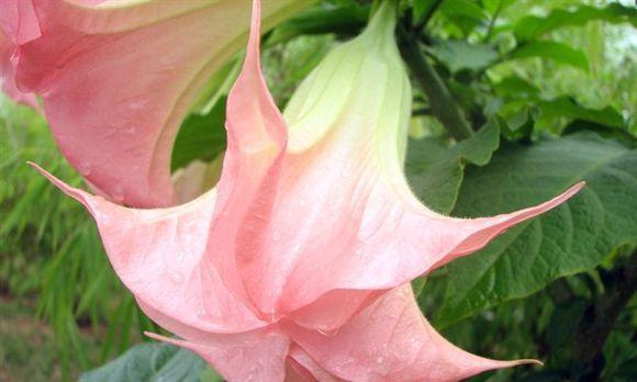 黑色曼陀罗花语的神秘魅力（揭开黑色曼陀罗花的象征意义）