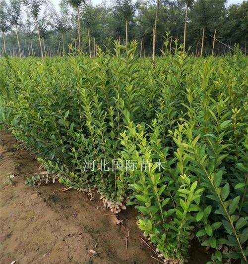 水蜡属于乔木还是灌木？如何区分植物类型？