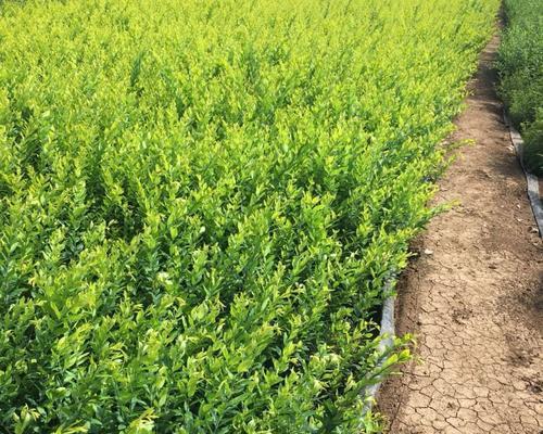 水蜡属于乔木还是灌木？如何区分植物类型？