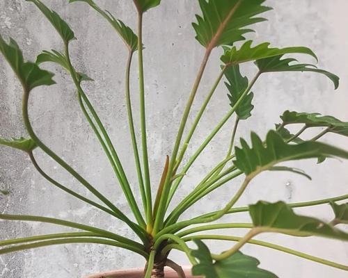 以春羽的花语及寓意（探寻春羽花的美丽和神秘）