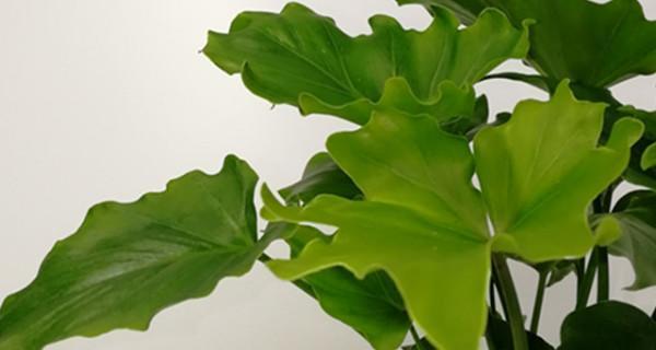 以春羽的花语及寓意（探寻春羽花的美丽和神秘）