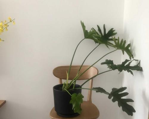 以春羽的花语及寓意（探寻春羽花的美丽和神秘）