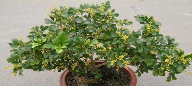 米兰夏季怎么养护？高温下米兰的护理技巧是什么？