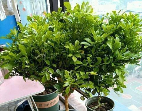 米兰夏季怎么养护？高温下米兰的护理技巧是什么？