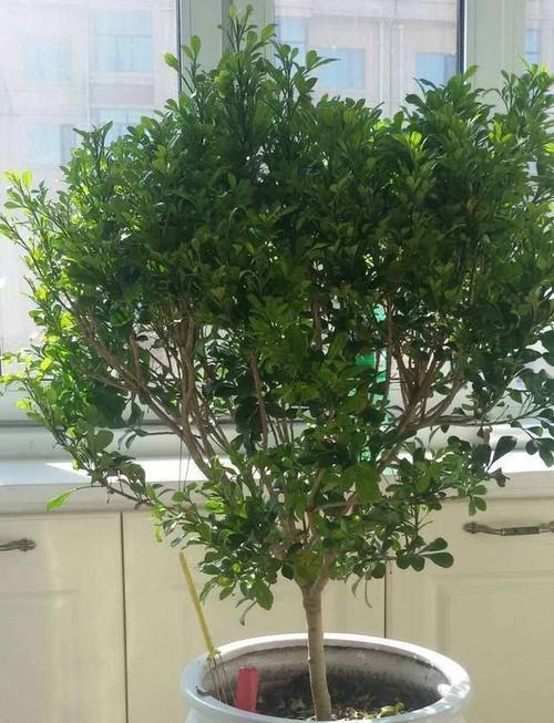 米兰夏季怎么养护？高温下米兰的护理技巧是什么？