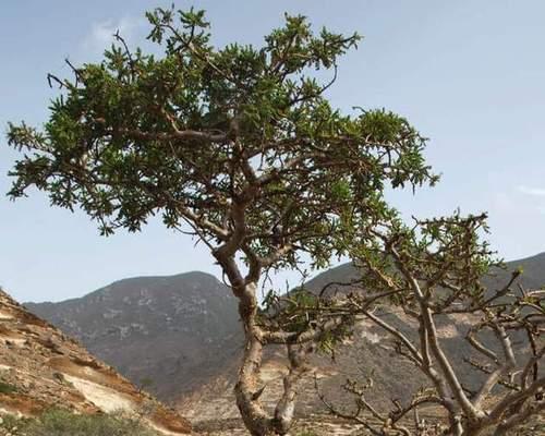 以款冬蒲公英,生日花语早熟(用生日蒲公英送出深刻的祝福)