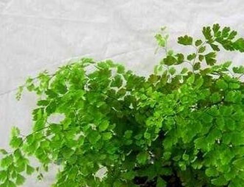 铁线蕨好养吗？养殖方法和养护要点是什么？