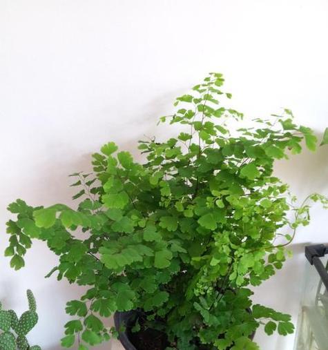 铁线蕨好养吗？养殖方法和养护要点是什么？