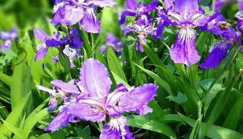 鸢尾花(花开优雅) 鸢尾花(花开优雅)