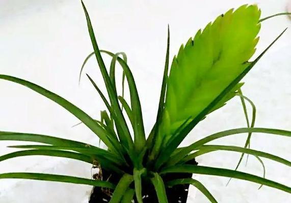 铁兰叶子干枯了怎么办?如何有效恢复植物健康? 铁兰叶子干枯了怎么办?如何有效恢复植物健康?