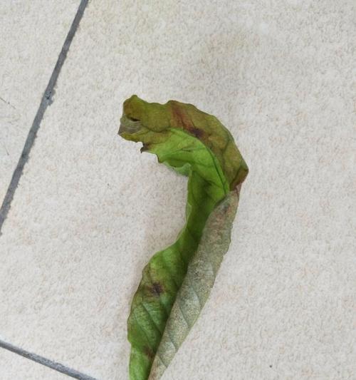 铁兰叶子干枯了怎么办?如何有效恢复植物健康? 铁兰叶子干枯了怎么办?如何有效恢复植物健康?