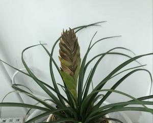 铁兰叶子干枯了怎么办?如何有效恢复植物健康? 铁兰叶子干枯了怎么办?如何有效恢复植物健康?