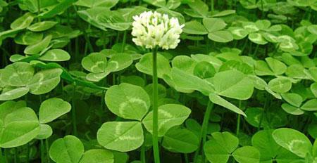 四叶草的花语与象征意义（四叶草的秘密力量与拥有好运的秘诀）