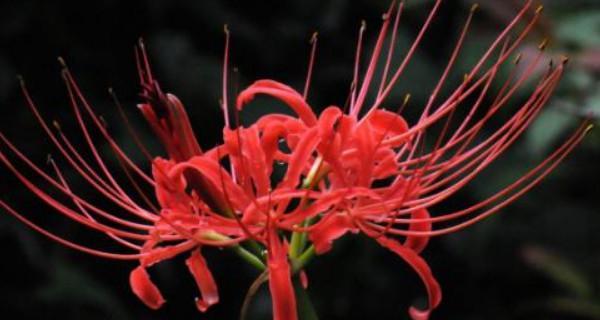 彼岸花最佳种植时间是什么时候？种植后需要注意什么？