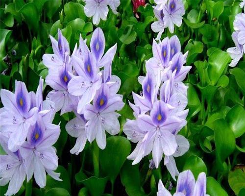 凤眼莲花语的深意（凤眼莲花的美丽与寓意）