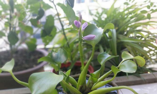 凤眼莲花语的深意（凤眼莲花的美丽与寓意）