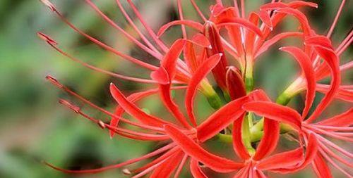 彼岸花最佳种植时间是什么时候？种植后需要注意什么？