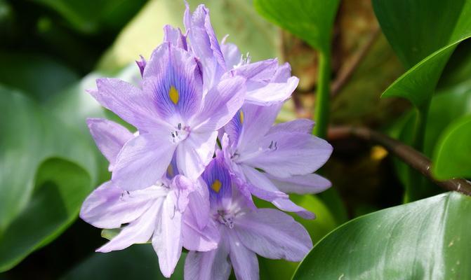 凤眼莲花语的深意（凤眼莲花的美丽与寓意）