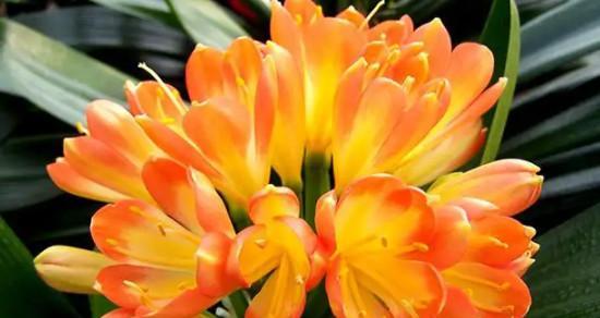 生命之树(揭开植物背后的象征意义) 生命之树(揭开植物背后的象征意义)