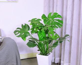 盆栽猕猴桃用多大的盆合适？如何根据植株大小选择合适盆径？