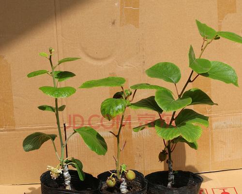 盆栽猕猴桃用多大的盆合适？如何根据植株大小选择合适盆径？