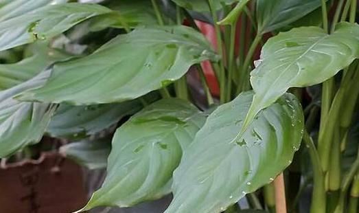 生命之树(揭开植物背后的象征意义) 生命之树(揭开植物背后的象征意义)