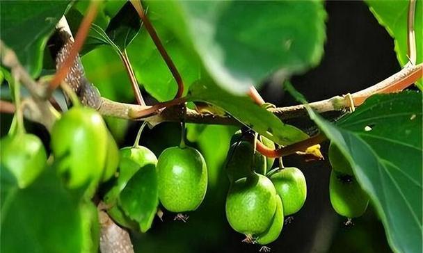 盆栽猕猴桃用多大的盆合适？如何根据植株大小选择合适盆径？