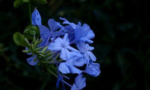 蓝雪花的花语探秘——寒冬中的希望之花（蓝雪花）