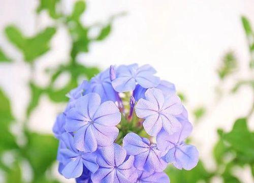 蓝雪花的花语探秘——寒冬中的希望之花（蓝雪花）