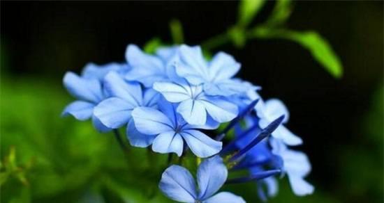 蓝雪花的花语探秘——寒冬中的希望之花（蓝雪花）