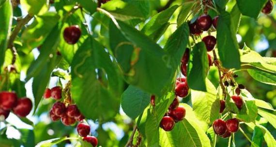 樱桃树几月份种植最合适？如何确保成活率高？