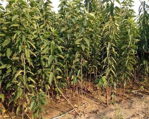 樱桃树几月份种植最合适？如何确保成活率高？