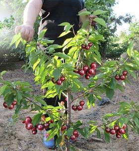 樱桃树几月份种植最合适？如何确保成活率高？