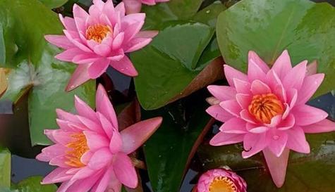 探寻睡莲花语的寓意（从花朵到人生）