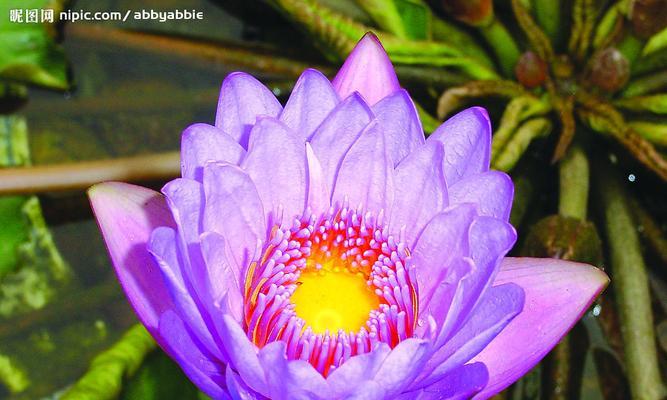 探寻睡莲花语的寓意（从花朵到人生）