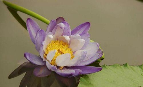 探寻睡莲花语的寓意（从花朵到人生）