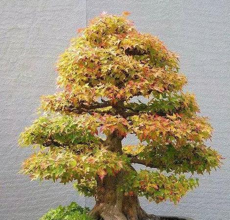 枫树可以种在家门口吗？种植枫树需要注意哪些问题？