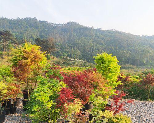 枫树可以种在家门口吗？种植枫树需要注意哪些问题？