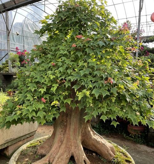 枫树可以种在家门口吗？种植枫树需要注意哪些问题？