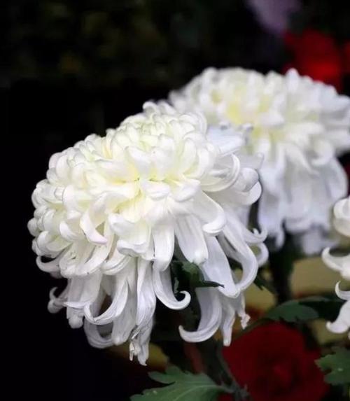 高洁的花─表达高尚品质的自然语言(花语传情) 高洁的花─表达高尚品质的自然语言(花语传情)