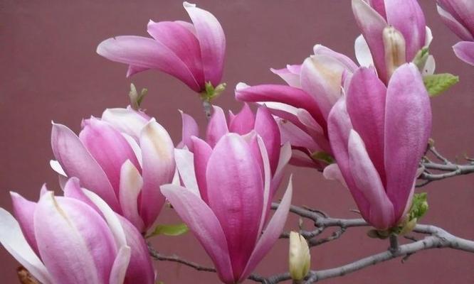 高洁的花─表达高尚品质的自然语言(花语传情) 高洁的花─表达高尚品质的自然语言(花语传情)