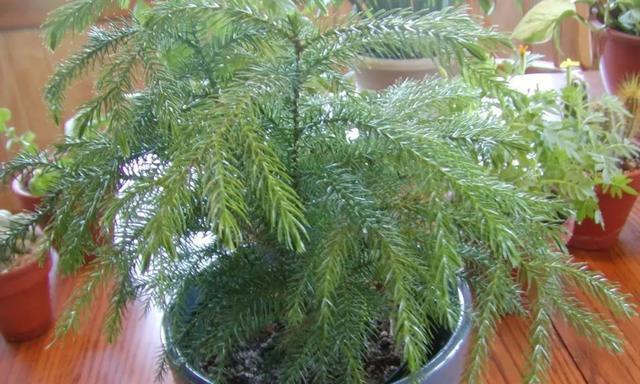 澳洲杉在家养风水好吗?养澳洲杉有什么风水讲究? 澳洲杉在家养风水好吗?养澳洲杉有什么风水讲究?