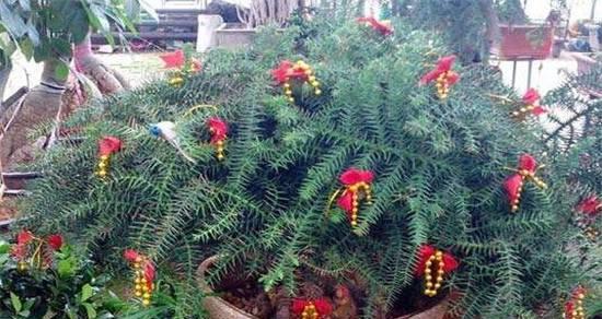 澳洲杉在家养风水好吗?养澳洲杉有什么风水讲究? 澳洲杉在家养风水好吗?养澳洲杉有什么风水讲究?