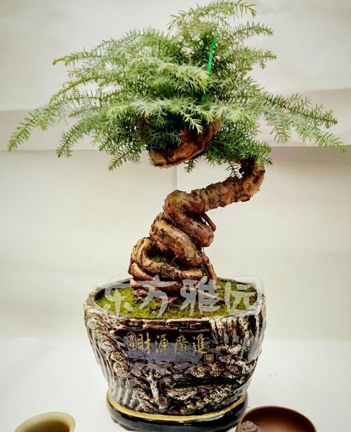 澳洲杉在家养风水好吗?养澳洲杉有什么风水讲究? 澳洲杉在家养风水好吗?养澳洲杉有什么风水讲究?