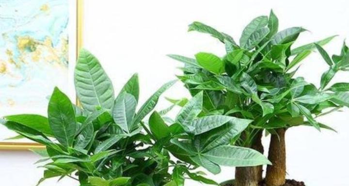 以口红吊兰为主题的风水寓意与摆放位置