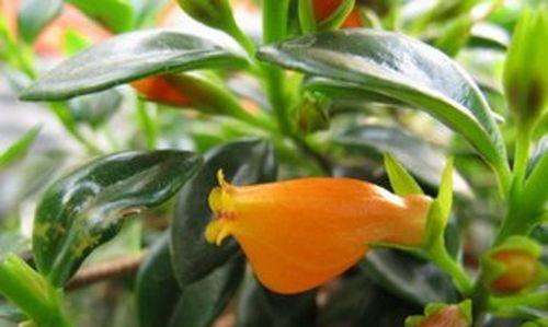 以口红吊兰为主题的风水寓意与摆放位置