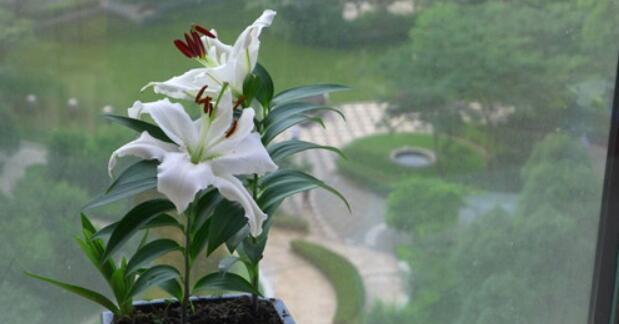 以口红吊兰为主题的风水寓意与摆放位置